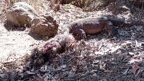 Komodo hunting