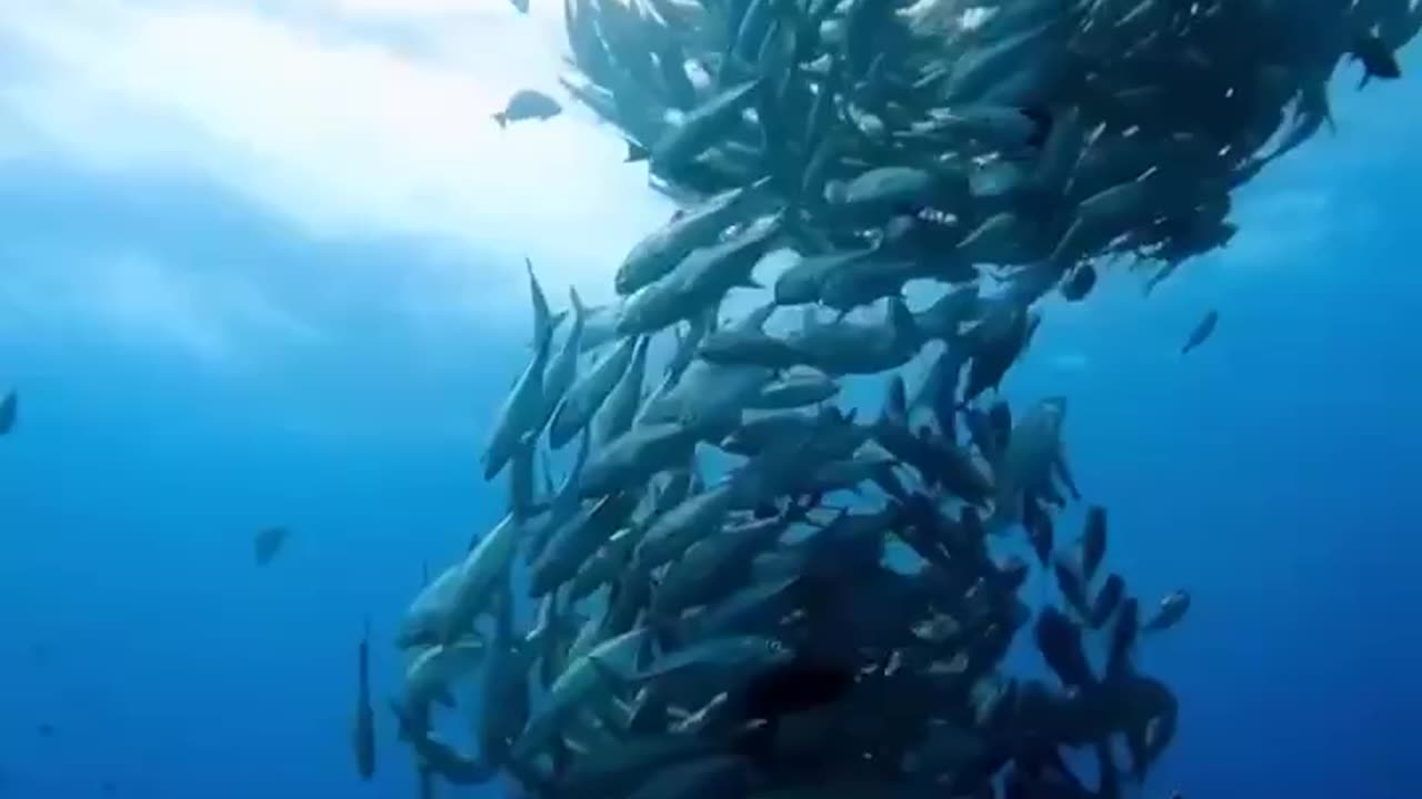 Fish tornado