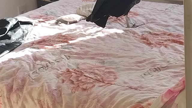 Man Finds Vulture in His Bedroom