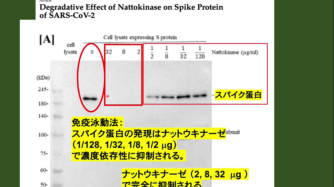 ワクチン後遺症にナットウキナーゼが有効かも？