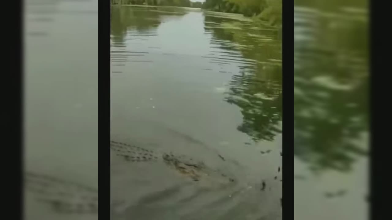 THIS👀ONE'S🐊FRIENDLY👀😎🍺