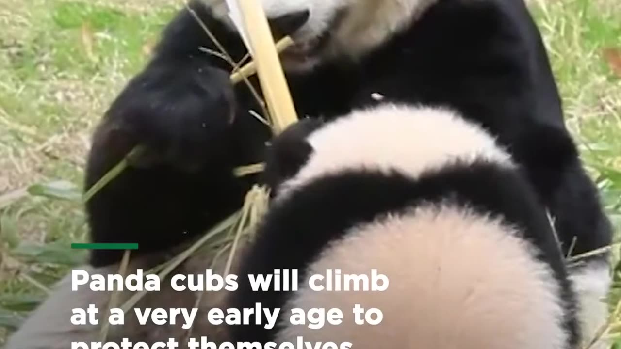 Here's what you need to know about panda cubs and what they eat! 🐼 Smithsonian Channel