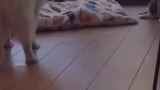 Cute funny animals ...