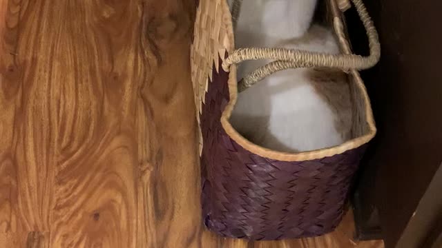 Cat in a basket!