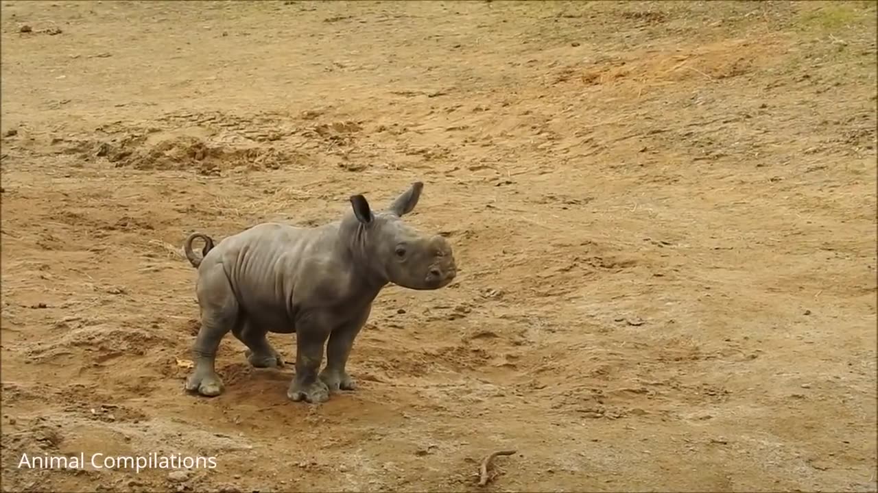 BABY RHINO CHARGING