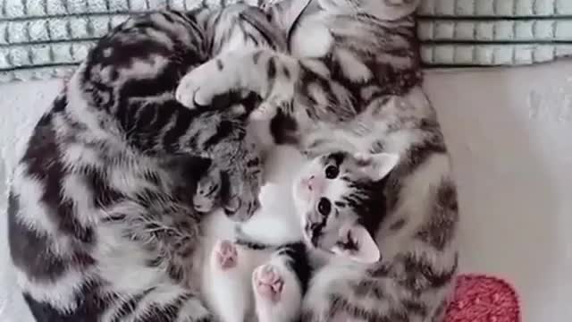 Cat's are the most gentle of moms