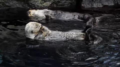 What do otters talk about? #animals #funny #cuteanimals #comedy