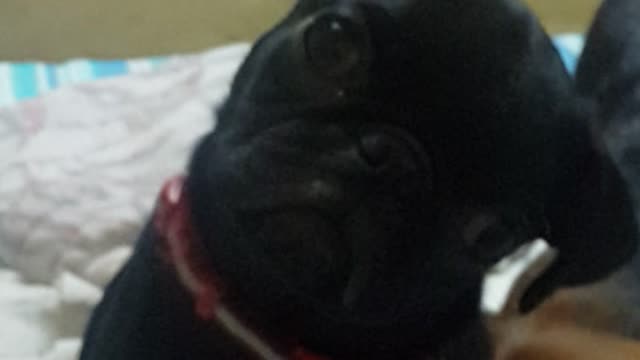 Pug puppy performs adorable head turn