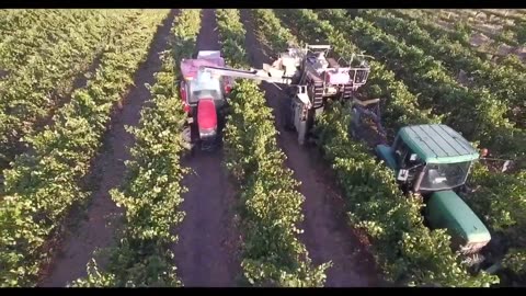 RL Buller Wines - Vineyard Aerial View