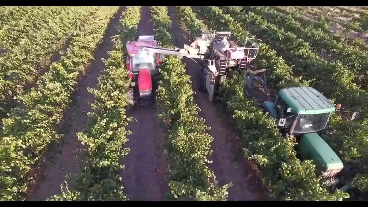 RL Buller Wines - Vineyard Aerial View