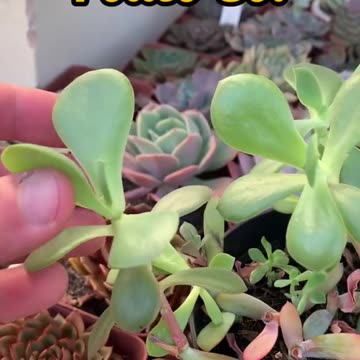 CACTI AND SUCCULENTS Step-by-Step to Growing Success