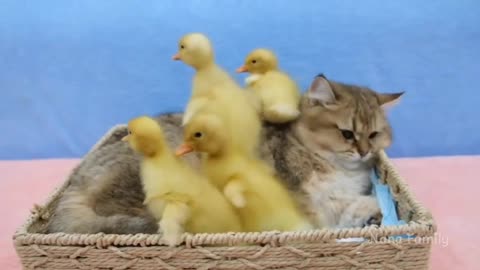 Kitten plays with duckling so cute baby