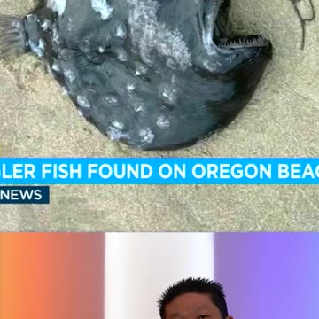 A Pacific Football Fish Washes Up Ashore