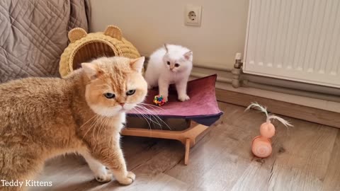 He didn't expect this. 😳 The Cat William meets his son Pikachu for the first time(part 45)