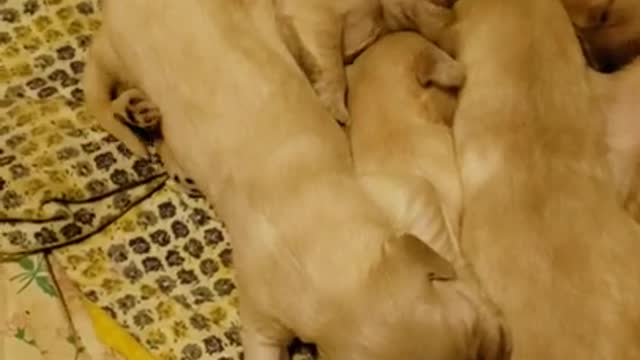 Joy's Goldendoodles 11 days old 8.6.21