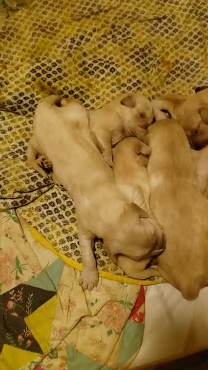 Joy's Goldendoodles 11 days old 8.6.21
