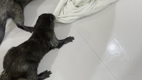 Otters Team Up Against Towel