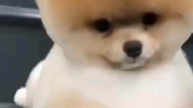 Funny dog