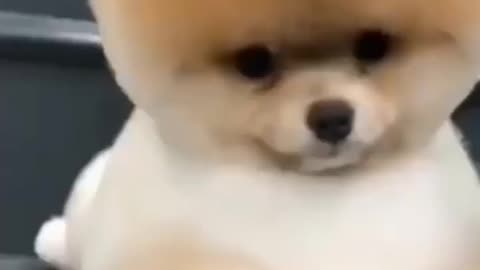 Funny dog