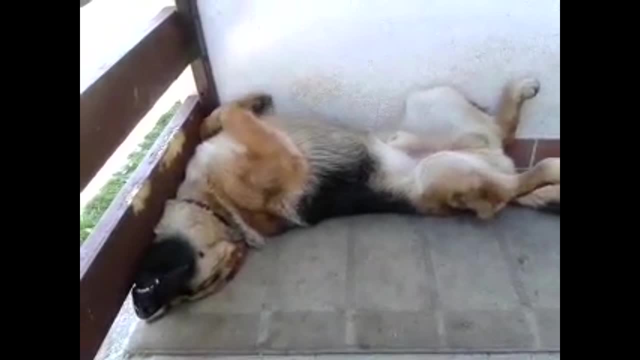 Snoring dog sleeps in hilariously awkward position