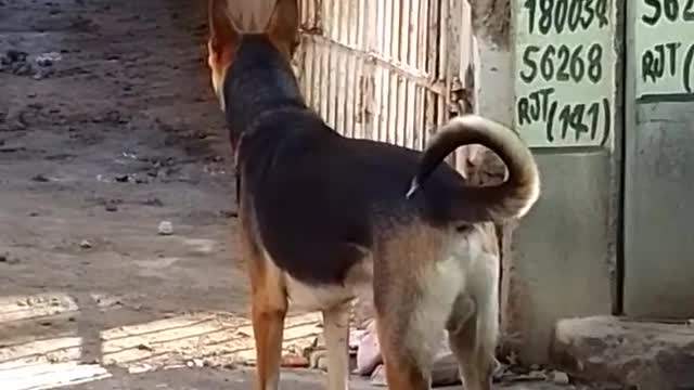 mylargesizeGermanshepherddogchampwhenheseestrangedoginsociety