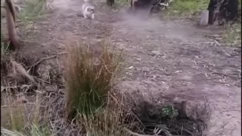 Furry Funnies Fiesta: Hilarious Animal Antics! 🐾😂 #FunnyAnimals