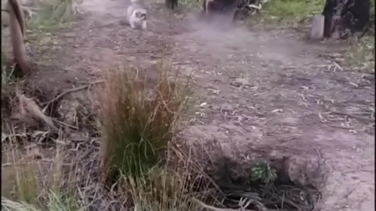 Furry Funnies Fiesta: Hilarious Animal Antics! πΎπ #FunnyAnimals