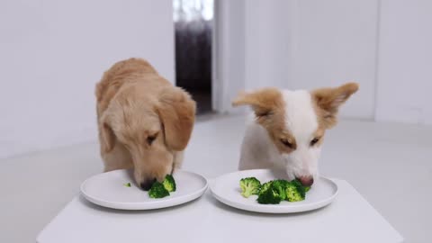 WHO EATS FASTER Golden Retriever Or Border Collie