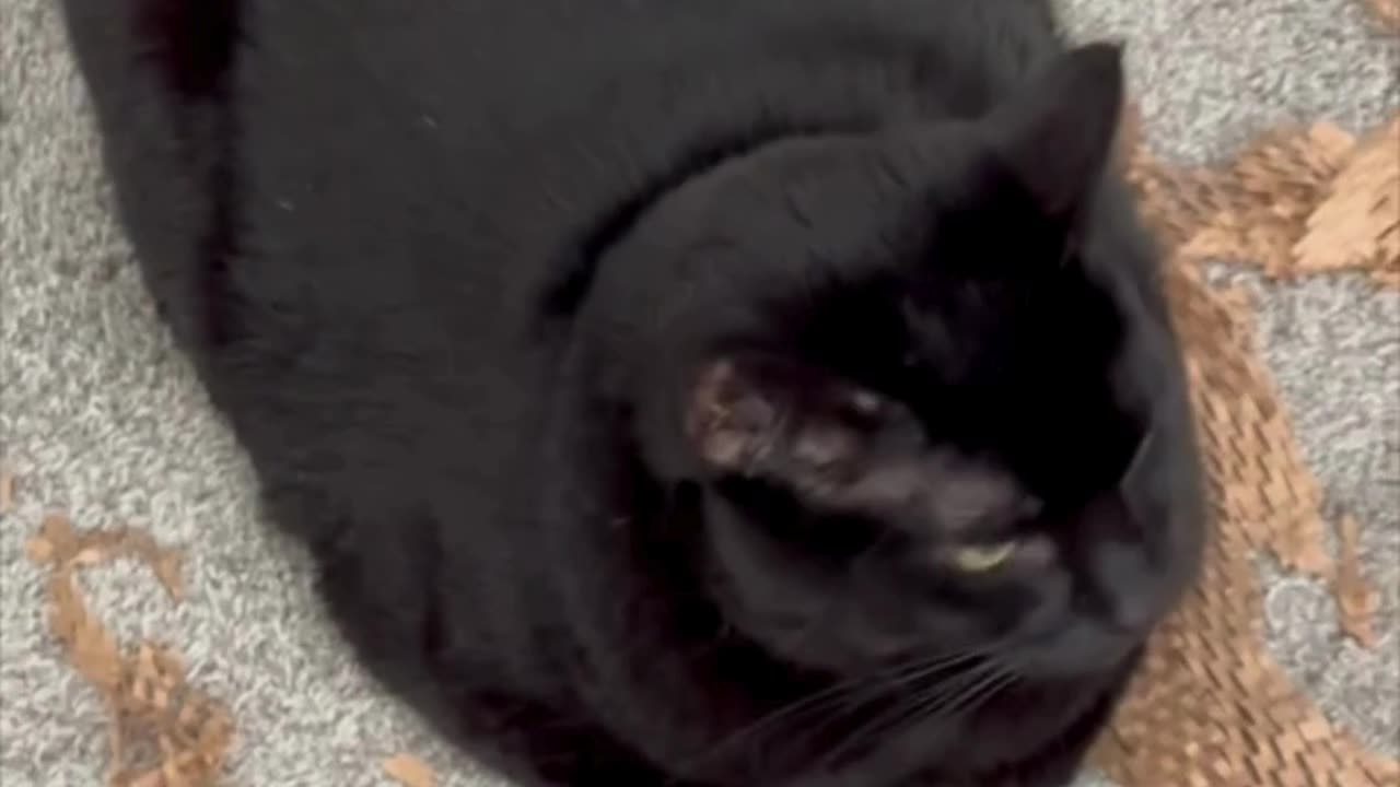 Cute Precious Piper is a Packing Material Loaf - Adopting a Cat from a Shelter Vlog #shorts