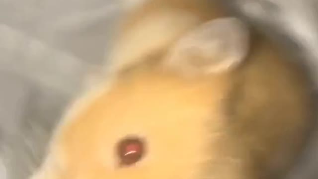 Quitándole la peste a mi Pashmina 🐹