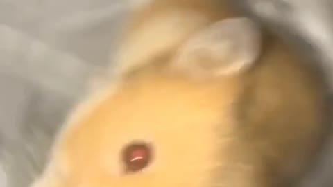 Quitándole la peste a mi Pashmina 🐹