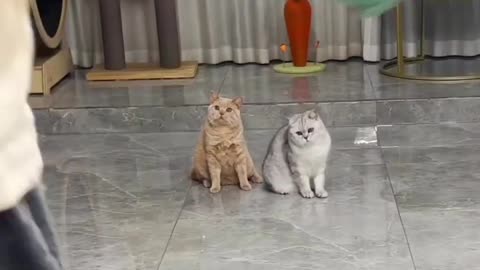 Cat funny moments