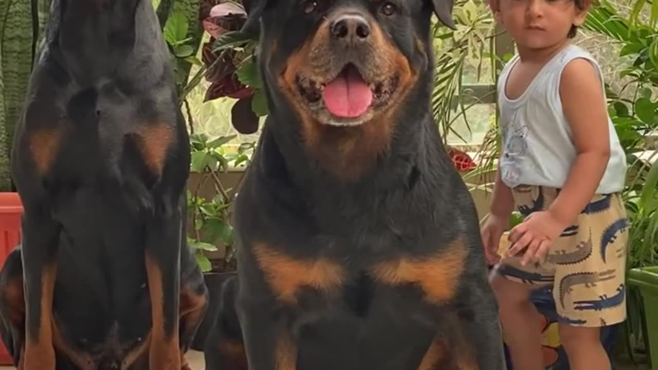 Dog's Selfie