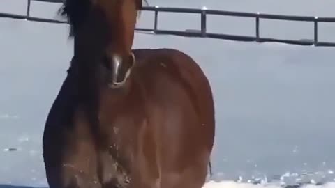 Horse enjoy snow