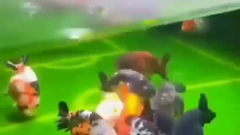 This is a beautiful and charming water-dwelling species