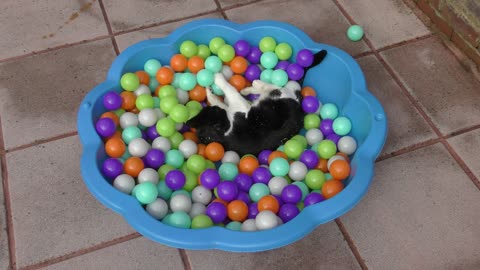 Cat Vs Ball Pit 4K