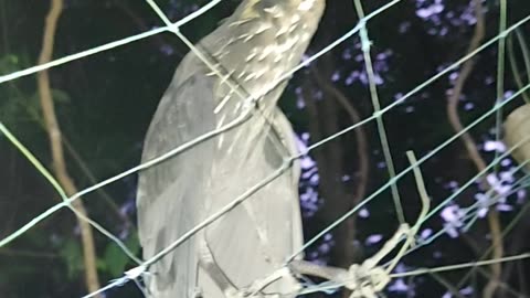 black heron is attacks to my finger