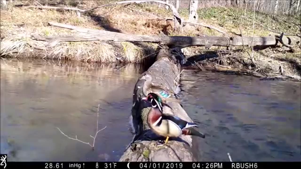 Pennsylvania man capturs all walks of life crossing log bridge....