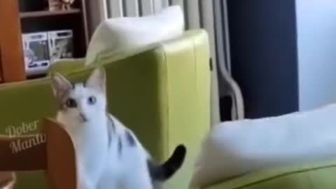 Video cat cute