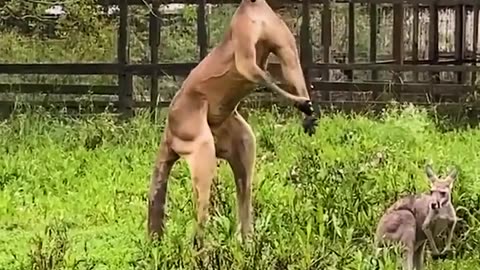 Kangaroo Jack flexes for the camera 💪 🦘