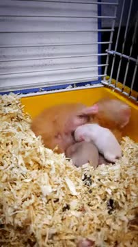 Baby Hamster got milk