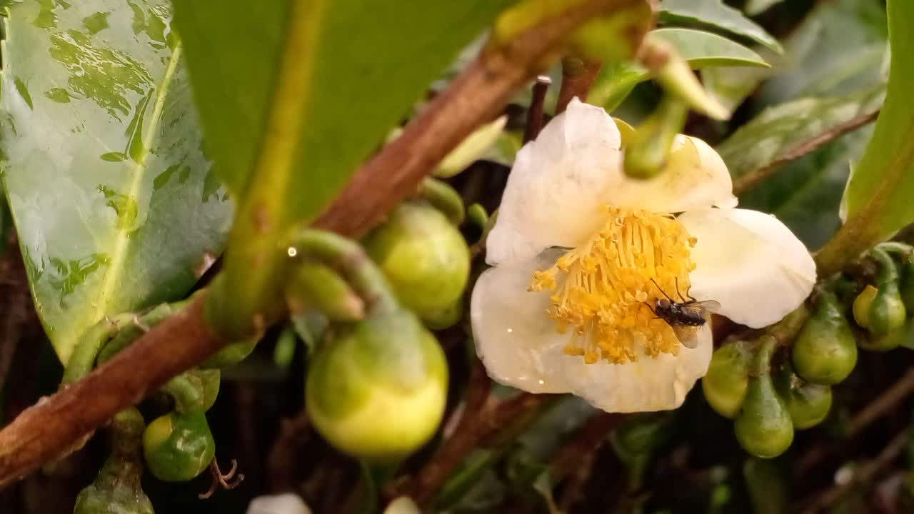 Tea flower