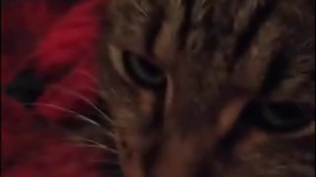 Funny Cats | Cute Cats | Funny Animals