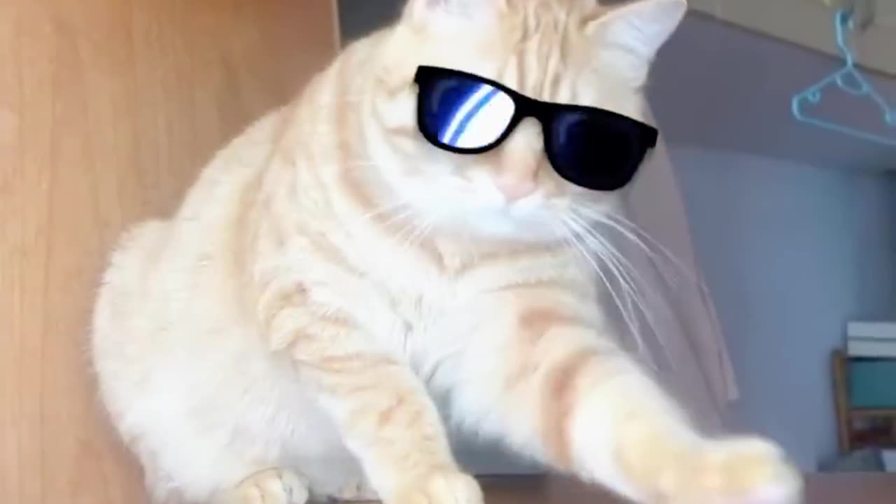 Funny Furry Friends that Will Brighten Your Day | Animals LOL Moments #funnyanimals