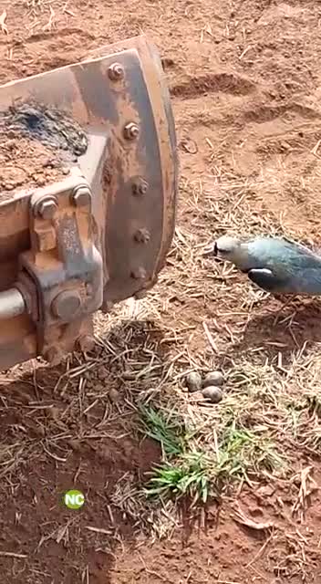 Oiseau oiseau oiseau 🐦