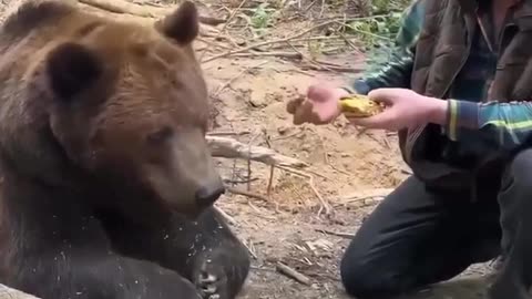 WATCH: Bear refuses to eat fast food