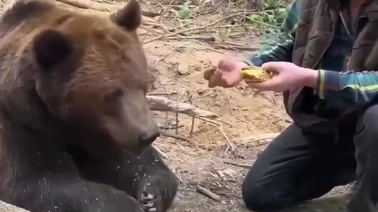 WATCH: Bear refuses to eat fast food