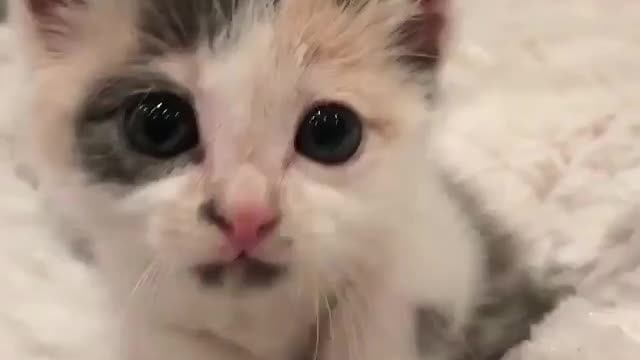 cat like a floating feather