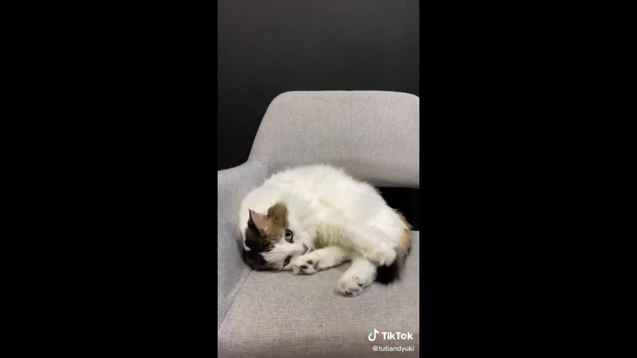 Funniest Animals 2023