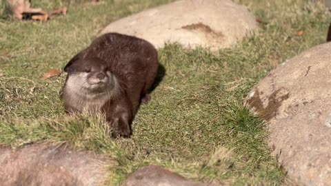 After watching the video, I want to get a # Otter